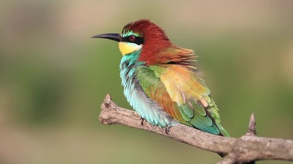 Wall Mural - bird with beautiful colorful feathers sitting on a branch