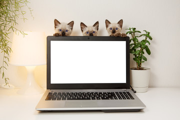 Laptop with blank screen on white table with kittins. Cut cats in home interior. Pats on office background. Сoncept on help and technical support.