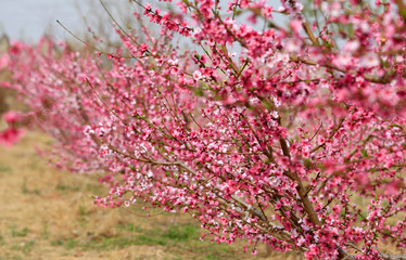 Peach blossom in the garden