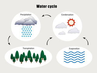 Wall Mural - Diagram of water cycle vector ESP10