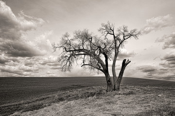 B&W of lone tree in the palouse.