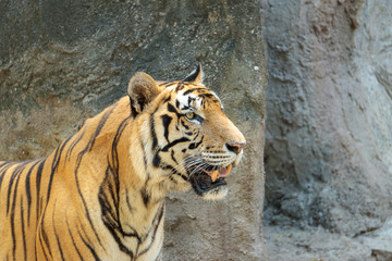 Close up young beautiful great male Indochinese tiger (Panthera tigris corbetti) in zoo.Adorable big feline wildcat Indochinese tiger with beautiful fur.Dangerous Big cat, endangered wild animal.