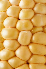 Wall Mural - close up of vibrant yellow kernels on a cob of corn.