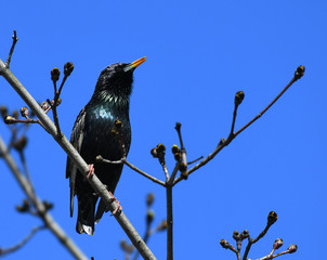 Wall Mural - European starling singing the song on the tree branch