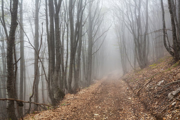 Wall Mural - Fog in the forest