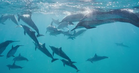 dolphins swimming together through pristine blue ocean water in slow motion, amazing underwater wild