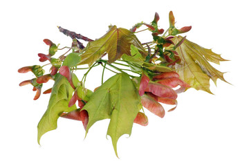Wall Mural - maple tree seeds at the very beginning of vegetative spring maturation isolated