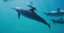 Playful Dolphin Swimming Blowing Bubbles Underwater, Amazing Pod Of Dolphins Swimming In Pristine Blue Ocean Water, Underwater Wildlife