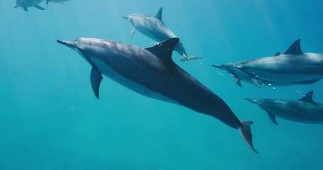 playful dolphin swimming blowing bubbles underwater, amazing pod of dolphins swimming in pristine bl