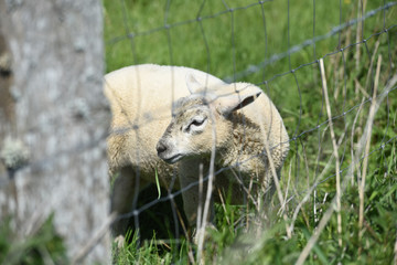 Sticker - mouton agneaux viande laine bio agriculture elevage environnement vert animaux cloture pres paturage