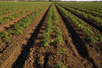 Tomato row crops California