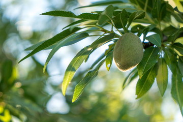 Unripe almonds on tree in orchard