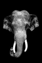 Black And White Elephant In Black Background