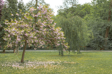 Wall Mural - Blooming tree in the park. Spring bloom. Pink falling petals. April nature. Dendropark in the spring.