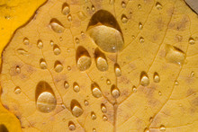 Large Raindrops On Yellow Birch Leaves In Autumn, Abstract Natural Background