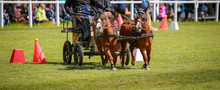 Horse Ponies (coach Horses) Hooked In Front Of The Coach In A Driving Competition..