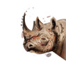 Rhino Vector watercolor. Wildlife animal illustration on white backgrounds