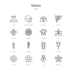 set of 16 nature concept vector line icons such as hypericum, iris, jasmine, jonquil, knapweed, larch, lavender, lemongrass. 64x64 thin stroke icons