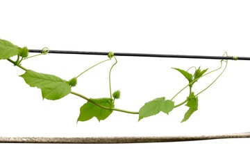 Tropical tree leaves with branches on white isolated background for green foliage backdrop 