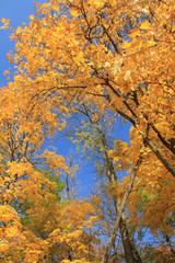 Wall Mural - trees with fall foliage on country park