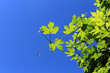 Wall Mural - green leaves in bright sunlight over blue sky with empty copy space for writing messages.