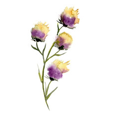 Thistle illustration