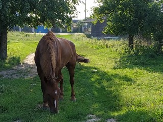 horse in the field