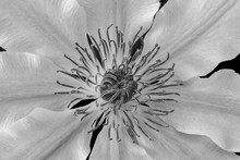 Monochrome Macro Of The Center Of A White Clematis Blossom On Black Background, Fine Art Still Life Image Of A Single Isolated Bloom With Detailed Texture In Vintage Painting Style