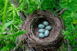 © fotomaster - blackbird's nest in the forest