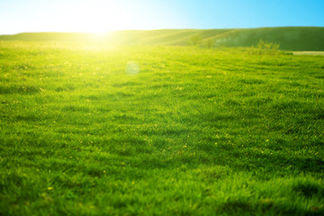 Spring fresh bright green grass at sunset on a warm sunny day. Beautiful fields and sunsets.