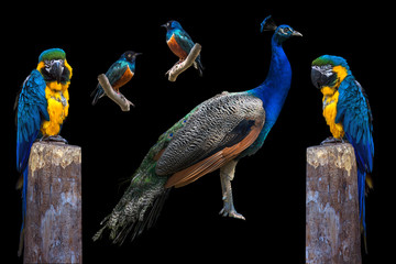 Bright blue tropical birds kit, individual elements on black background