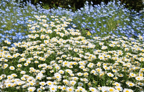 ノースポールとネモフィラ 花壇 茨城 公園 Stock Photo Adobe Stock ノースポールとネモフィラ 花壇 茨城 公園 Stock Photo Adobe Stock