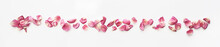 Petals Flowers Frame / Petals Of Red Flowers On A White Background Isolated