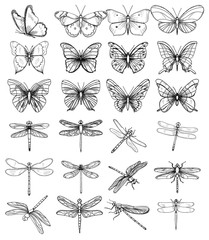 Wall Mural - isolated, set of sketches of butterflies and dragonflies on a white background