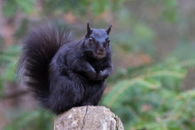 Black Squirrel In Spring