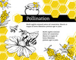 Pollination hand drawn vector illustration. Bumblebee and blossom flower ink pen sketch. Honey shop packaging sticker. Honeycomb geometric shape. Stylized freehand chamomile and sea buckthorn drawing