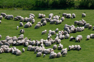 Big flock of sheep on a sunny meadow, aerial take