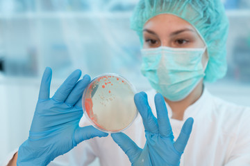 Wall Mural - Woman scientist analyzing Petri dishes in the laboratory-