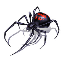 Black Widow Spider On White Background Realistic Illustration Isolate. Black Widow Spider Killer Is The Most Dangerous And Poisonous Spider.