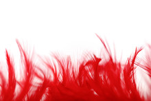 Red Feather Border On White Background With Copy Space For Text.