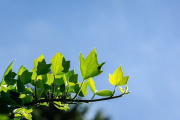 Wall Mural - Twig of green ivy Hedera helix with bright young leaves against sun on blue sky background. Place for your text. Nature concept for design. Selective focus