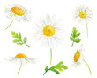 Watercolor hand drawn botanical illustration set with chamomile flowers and leaves isolated on white background