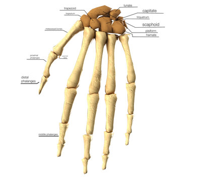 medical accurate 3d illustration of the hand bones