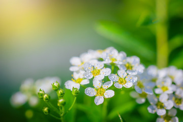 Blooming spirea on a spring