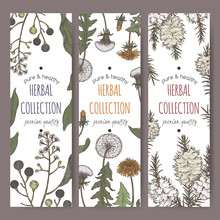 Set Of Three Color Labels With Camphorwood Or Camphor Laurel, Dandelion And Tea Tree Sketch. Green Apothecary Series.