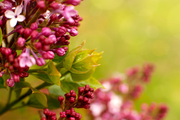 Wall Mural - Blossoming branches of lilac on a green background. Lilac flowers in spring. Floral design in violet and green tones. Sun glare and flowers.
