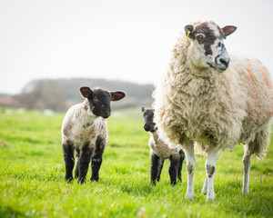 Mother ewe with twin spring lambs