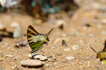 Butterflies following a series of natural Ban Krang Camp. Phetchaburi, Thailand