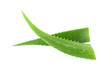 Aloe vera fresh leaves isolated on white background. Treatment plant