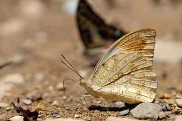 Butterflies following a series of natural Ban Krang Camp. Phetchaburi, Thailand